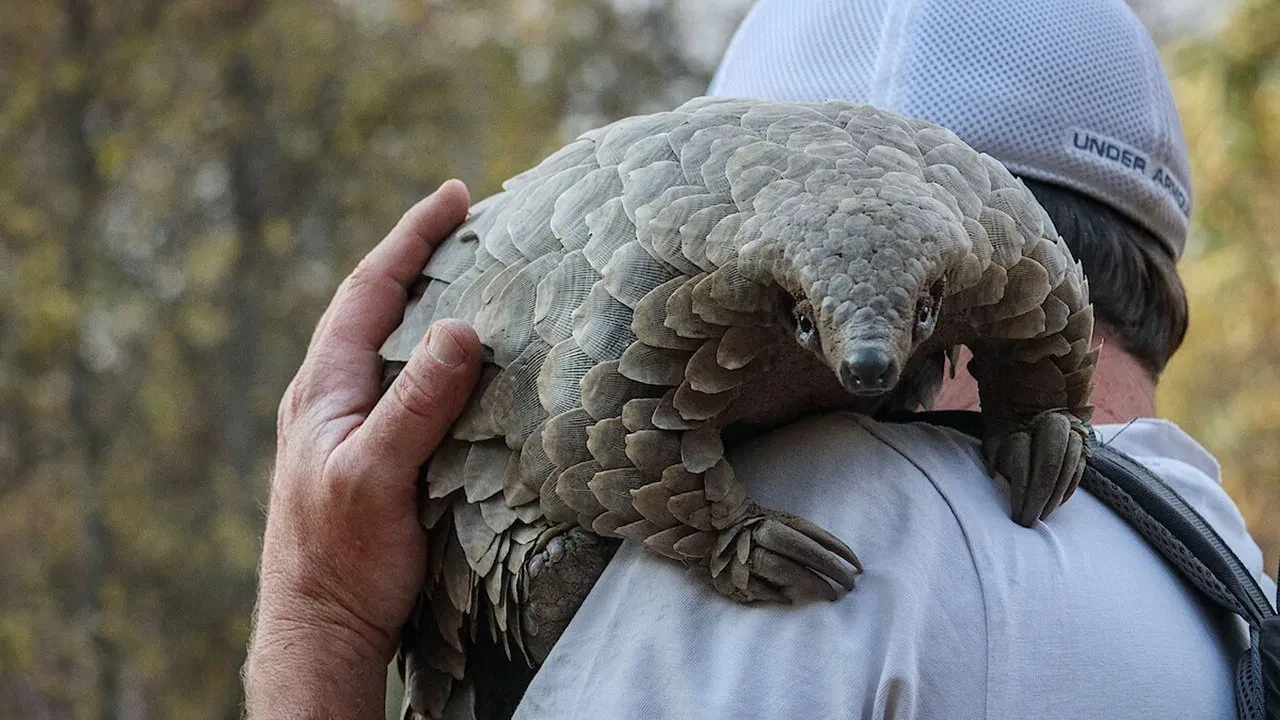 Pangolin: Kulu'nun Yolculuğu